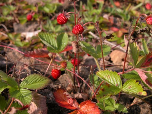  Image name: fragola di bosco4.jpg 
 width: 533 pixel 
 height: 400 pixel 
 Size: 61047 bytes 
 Click to enlarge 